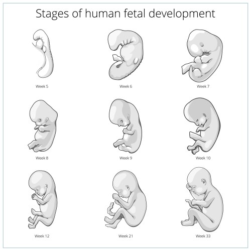 Stages human embryonic development Royalty Free Vector Image