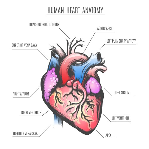 Human heart anatomy Royalty Free Vector Image - VectorStock