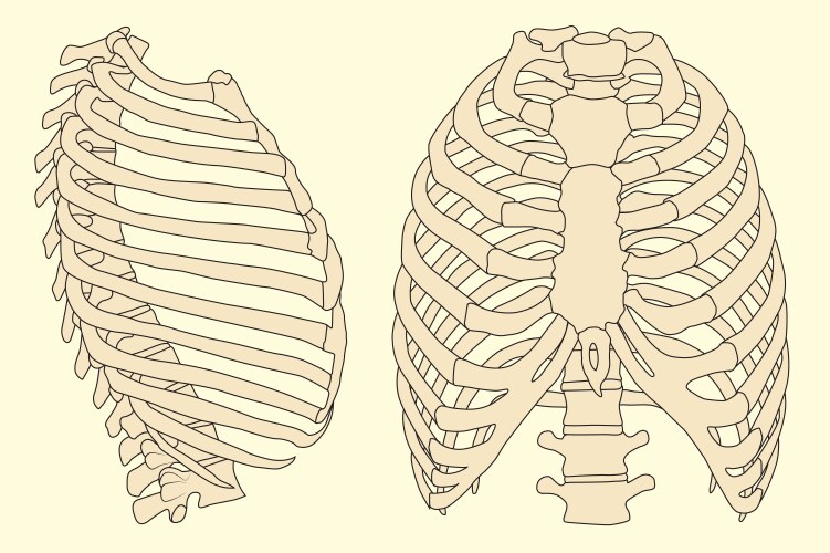 Monstera leaf with rib cage vintage apparel print Vector Image