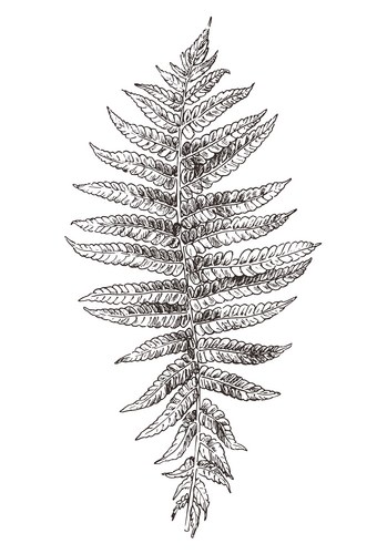 Delicate Fern Leaf Drawing Vector Image
