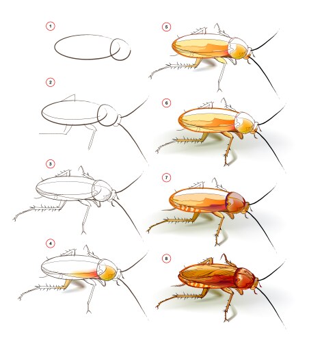 How to learn draw sketch of a cockroach vector image