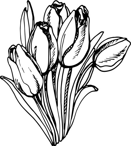 Tulip flower line art contour drawing minimalism Vector Image
