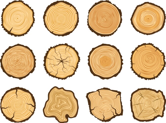 Tree cross section Royalty Free Vector Image - VectorStock