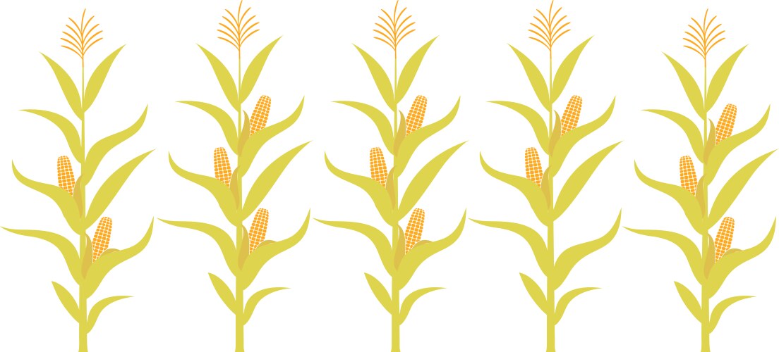 Corn vector image