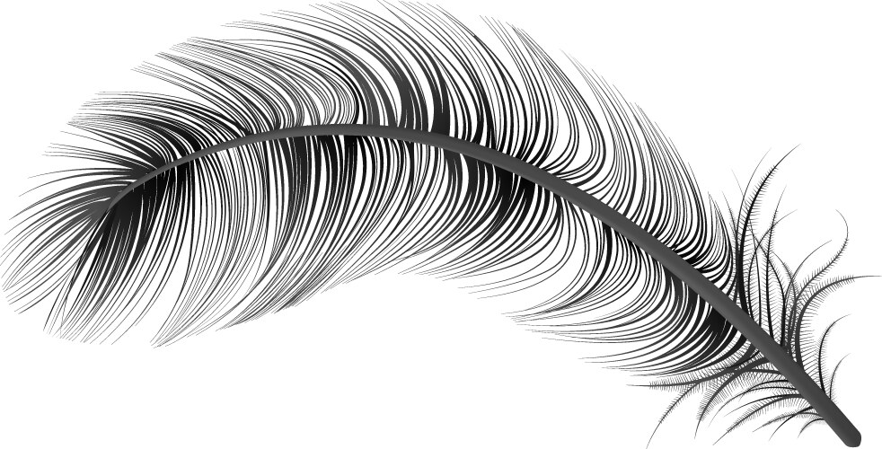Flamingo feather Royalty Free Vector Image - VectorStock