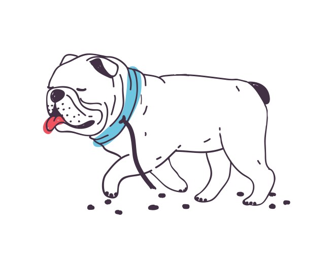 Escaped Bulldog with Torn Leash Vector Image