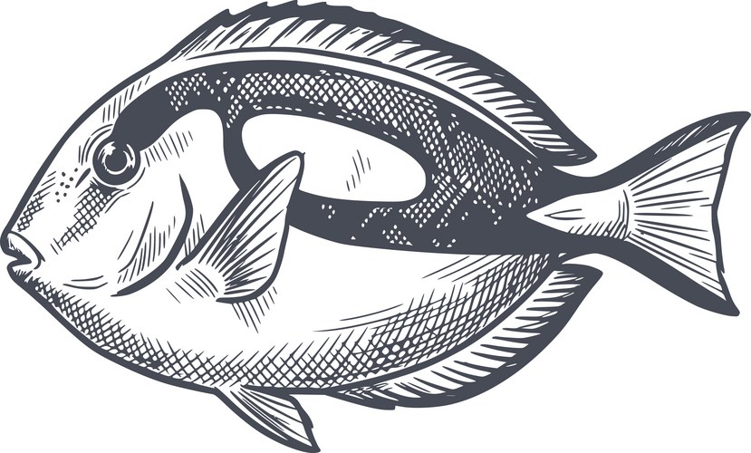 Vintage Blue Fish Sketch – Royalty-Free Vector | VectorStock