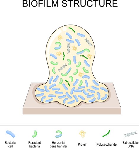 Biofilm structure bacterial cell colony vector image