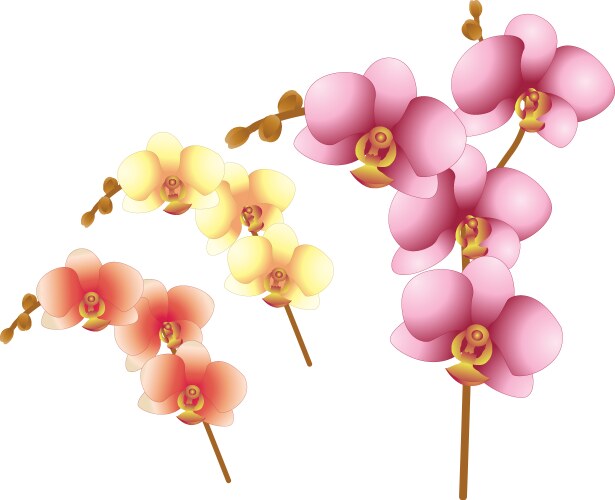 Orchid flowers realistic colorful set Royalty Free Vector