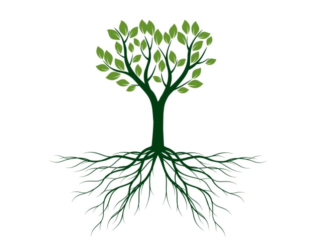 green tree with leaves and roots outline vector image