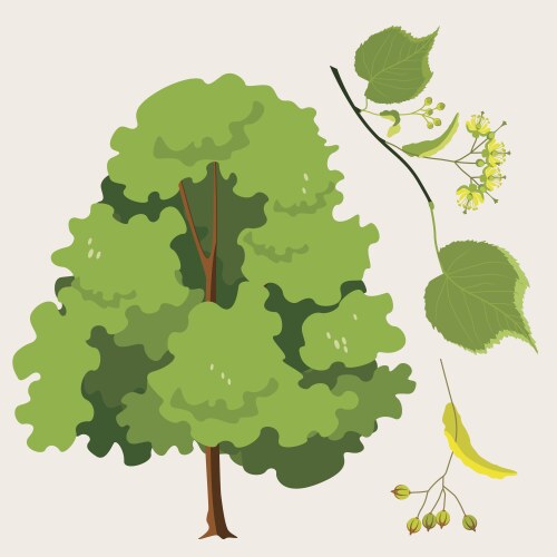 Осина дерево для детей