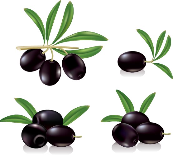 Black olive realistic set Royalty Free Vector Image