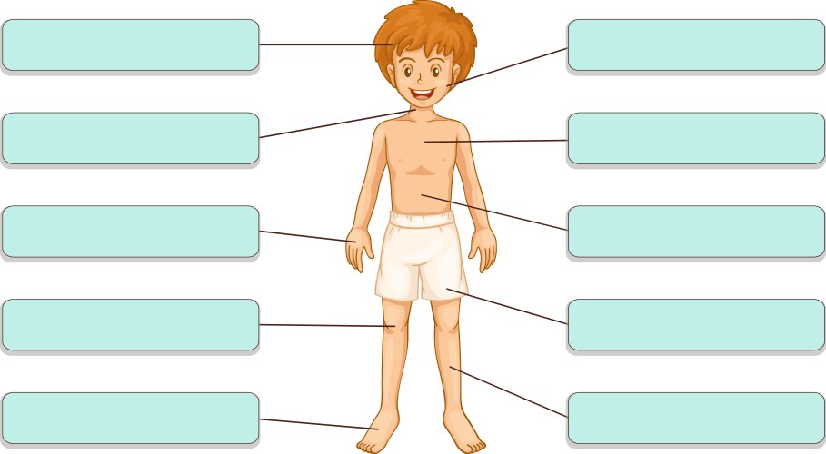 parts of the body vector image