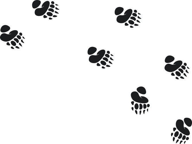 Bear walking foot print designs Vector Image