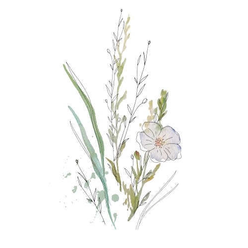 Watercolor Wildflower Sketch Vector Image