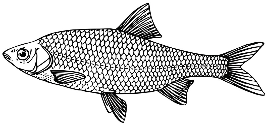 Fish Vector Images Vintage Blue Fish Sketch – Royalty-Free Vector | VectorStock