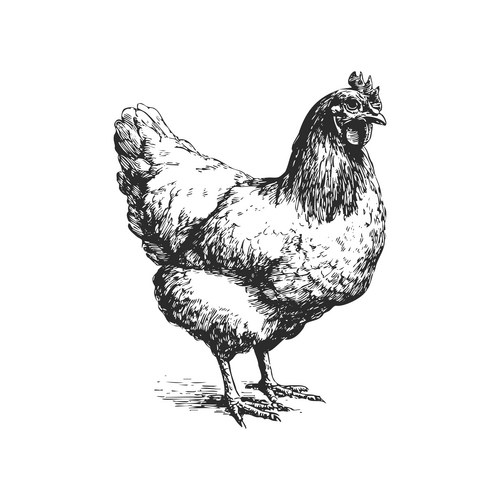 Hatch Drawing of a Hen Vector Image