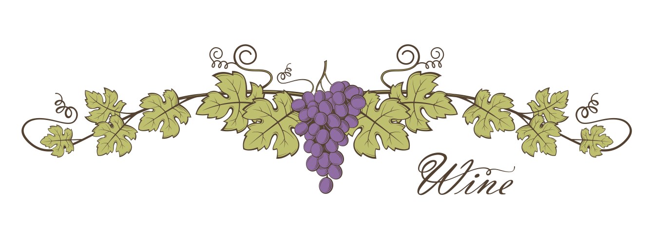 Red grape vine Royalty Free Vector Image - VectorStock