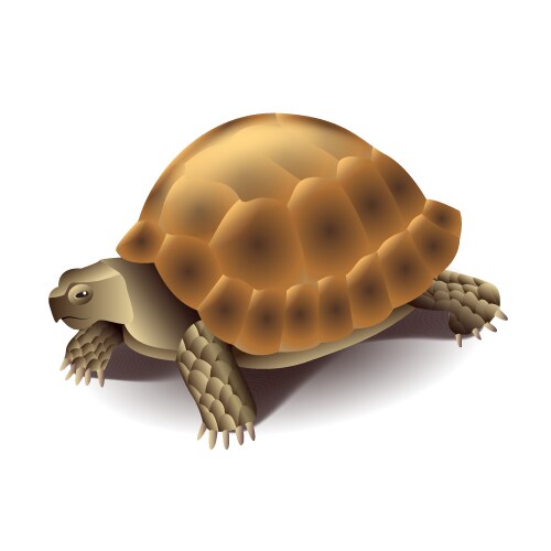 Beautiful shell isolated on white Royalty Free Vector Image