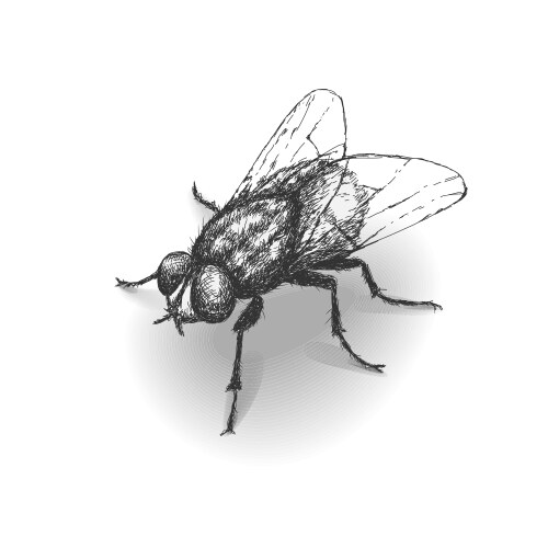 Hand Drawn Fly Sketch Vector Image
