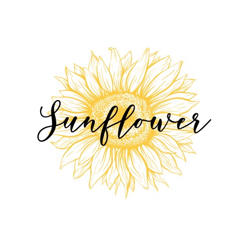 Hand Drawn Sunflower Sketch Vector Image