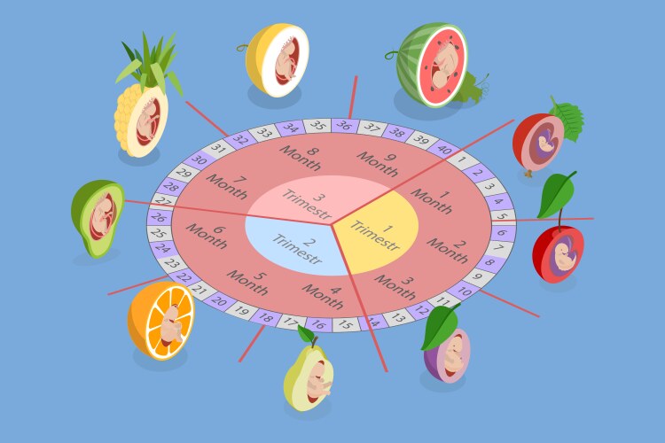 Embryo development image Royalty Free Vector Image