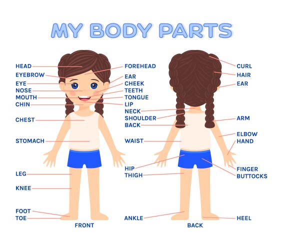 my body parts and cartoon girl for education child vector image