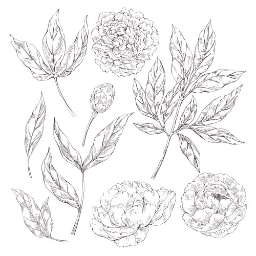 Peonies Royalty Free Vector Image - VectorStock