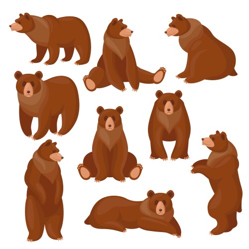 Brown bears set vector image