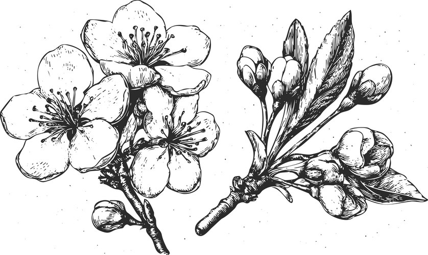 Blooming Cherry Blossoms Sketch Vector Image