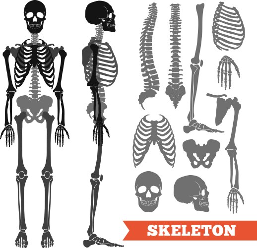 Human Bones Skeleton Dark Black Silhouette Vector Image Human Bones Skeleton Dark Black Silhouette Vector Image