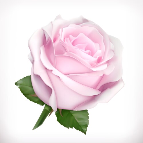 White rose realistic Royalty Free Vector Image