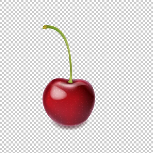 Cherry isolated transparent background vector image