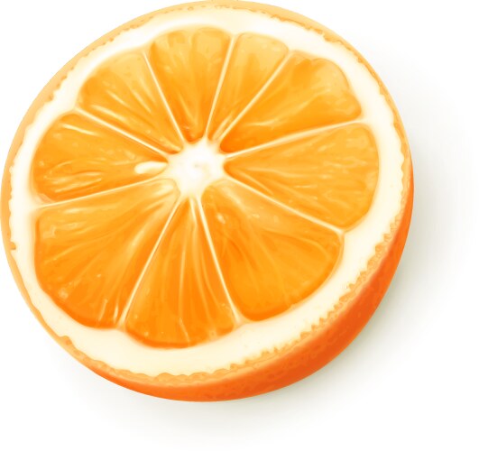 orange fruit vector image vector image