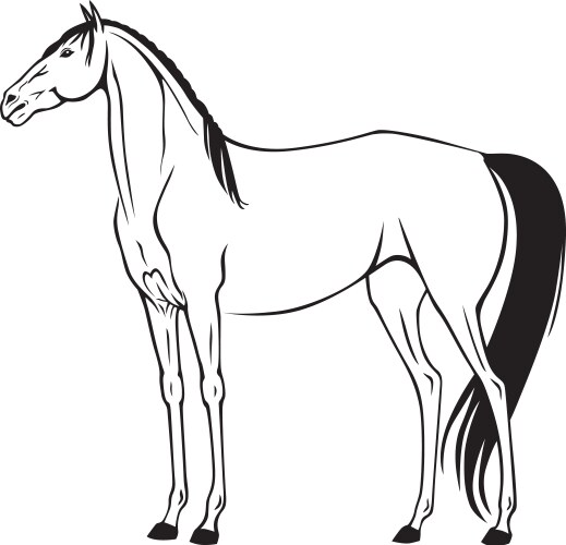 Standing horse Royalty Free Vector Image - VectorStock