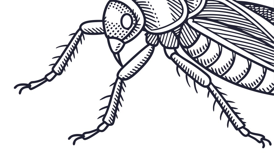 Detailed Cockroach Sketch Vector Image