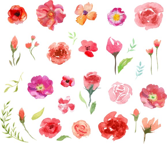 Watercolor Roses and Leaves Vector Image