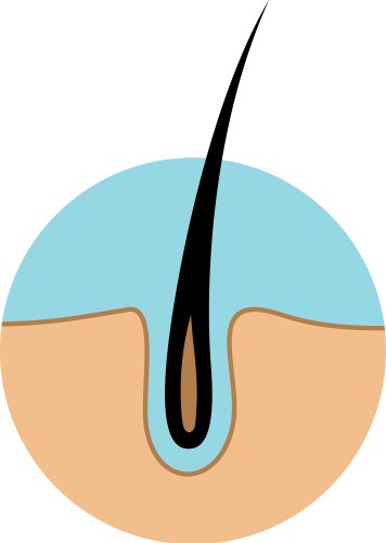 Hair growth cycle follicle anatomy Royalty Free Vector Image