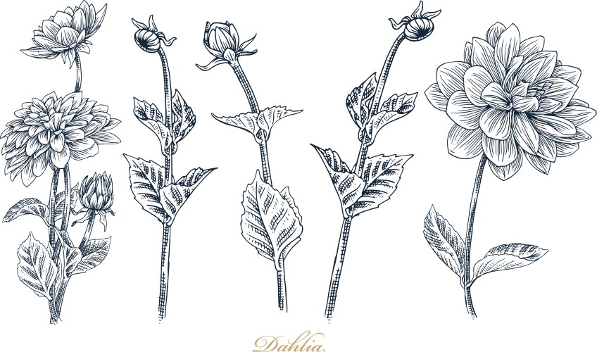 Vintage Dahlia Flower Set Vector Image