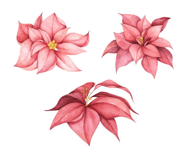 Christmas poinsettia flowers watercolor vector image