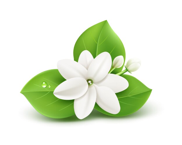 Jasmine flower and leaves realistic design vector image