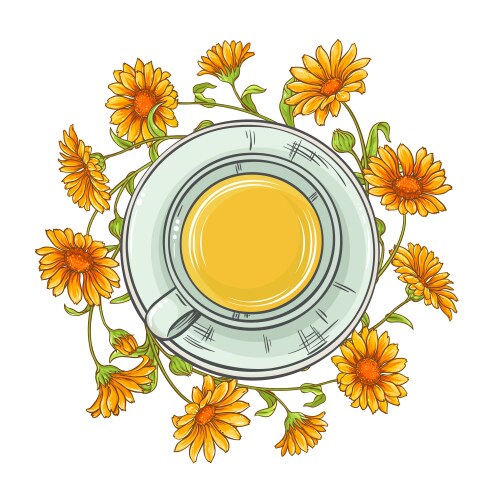 calendula tea vector image