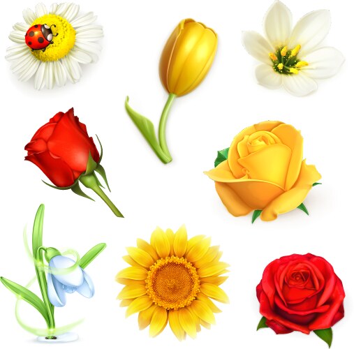 flowers set vector image