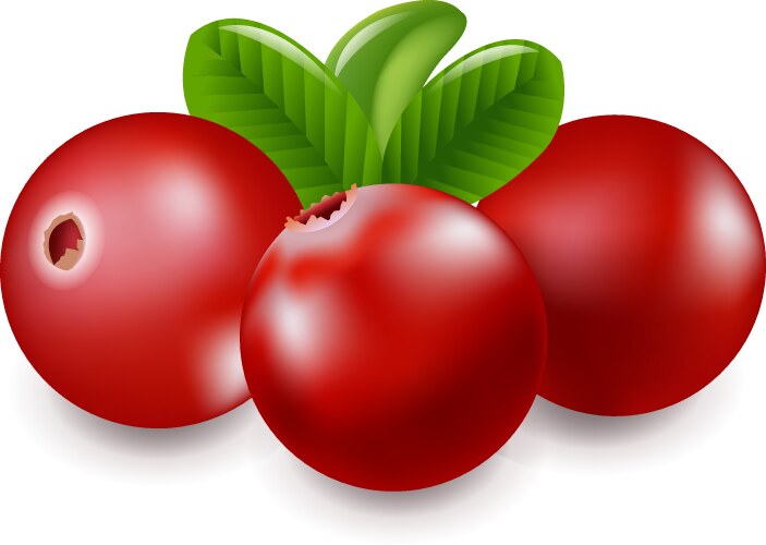 Granberry with white background vector image