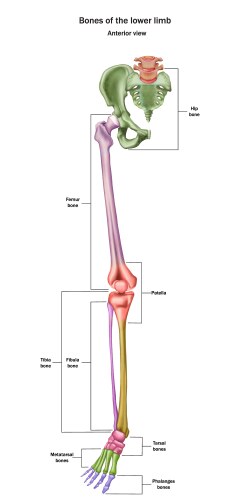 Structure humerus bone with name Royalty Free Vector Image