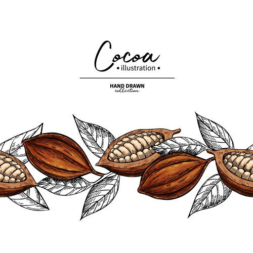 Cocoa Bean Border - Botanical Pattern vector image