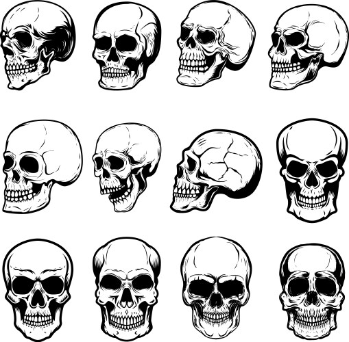 Skull Set - White Background Vector Image