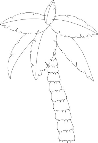 Palm Tree Outlines Vector Image