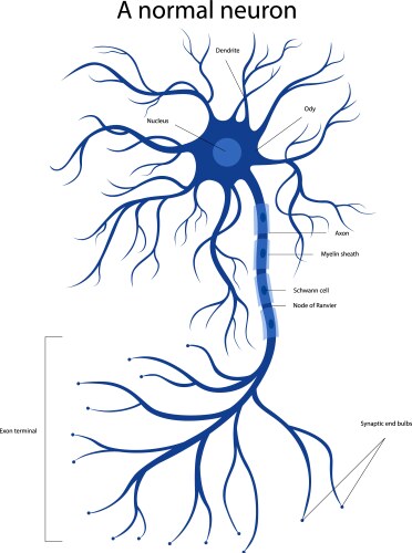 Types of neurons the structure a neuron Royalty Free Vector