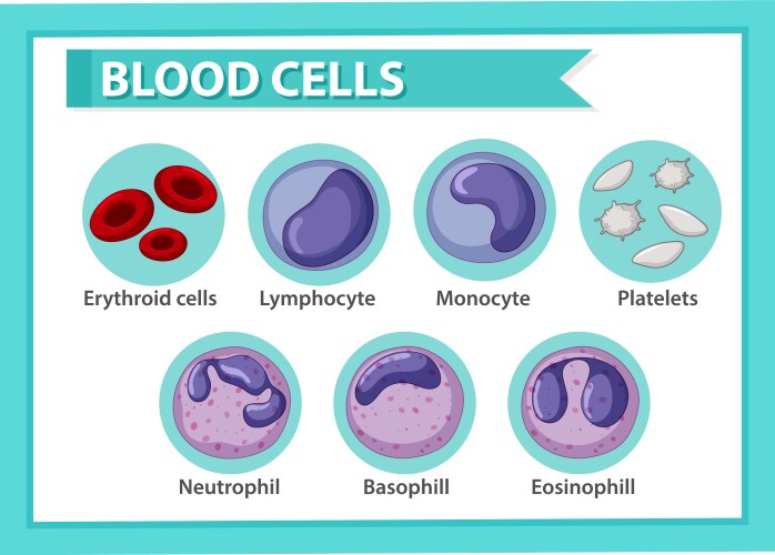 Blood cells set Royalty Free Vector Image - VectorStock